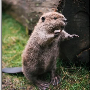 Cuadro de Castor de río 20x30 cm