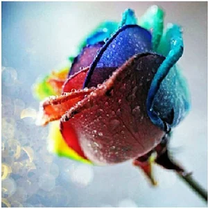 Diamond art club Rainbow rose 12.0 x 12.0 in