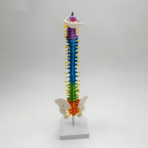 Modelo de columna vertebral de esqueleto coloreado Incluye varilla de soporte